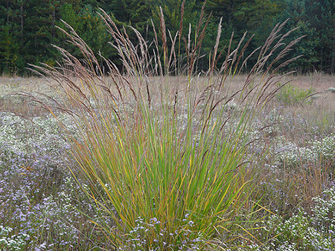 Indian grass